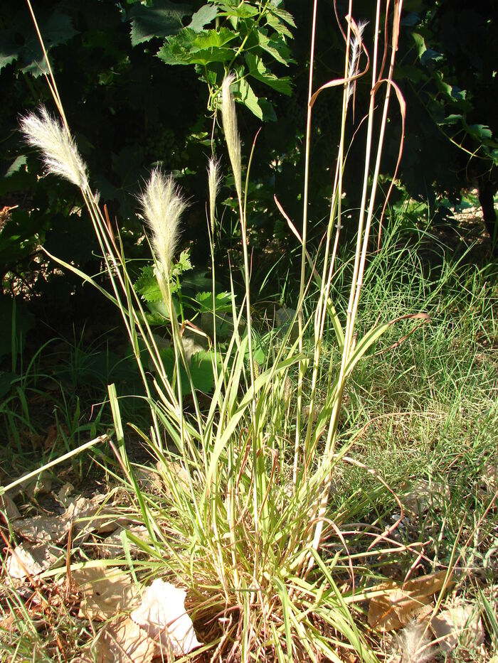 Flore de la Corse