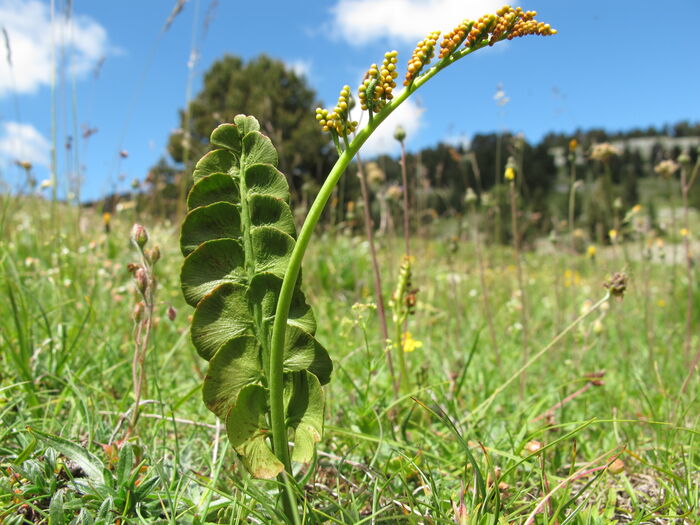 Flore de la Corse