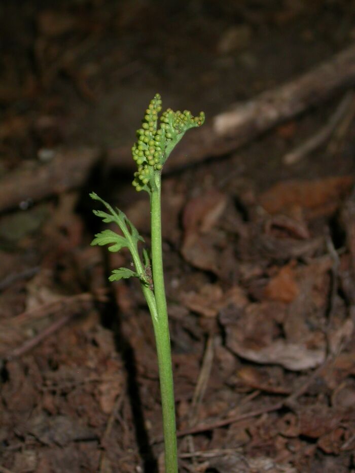 Flore de la Corse